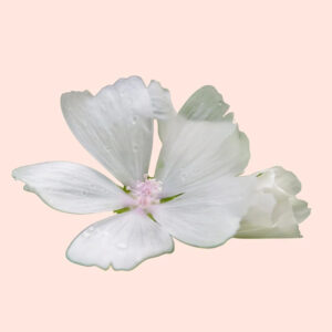 Fragrance Oil