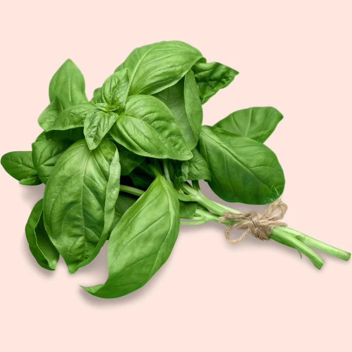 Basil Essential Oil - Image 2