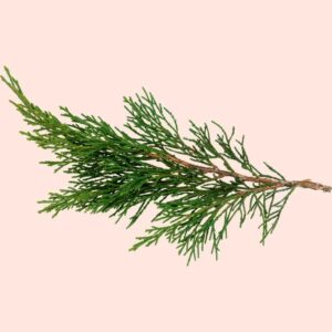 Cypress