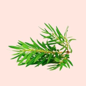 Tea Tree Essential Oil