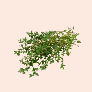 Thyme Essential Oil