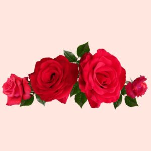 Rose Essential Oil