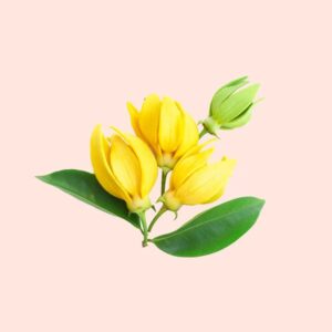 Ylang Essential Oil